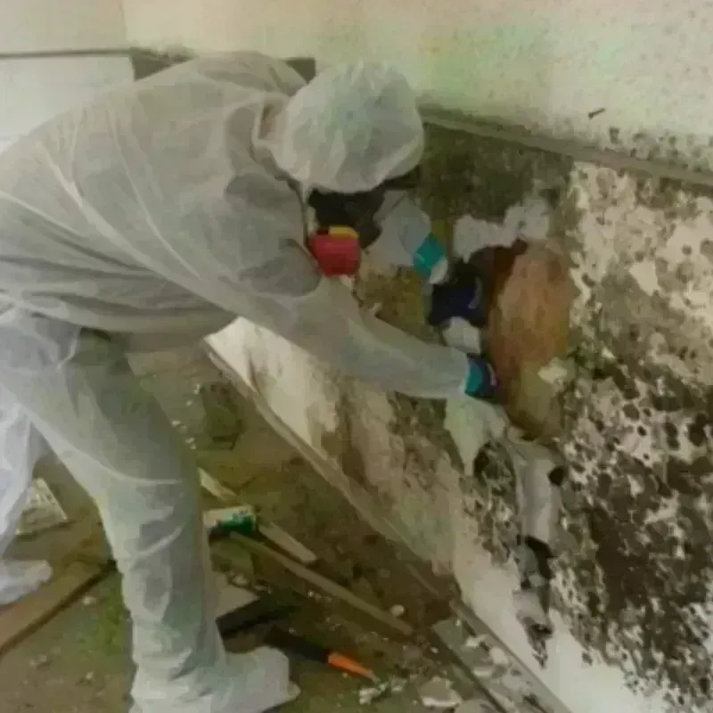 Mold Remediation and Removal in Rushford, MN